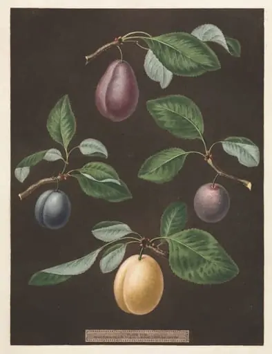 Pomona Britannica: No. 17 - Plums, by George Brookshaw