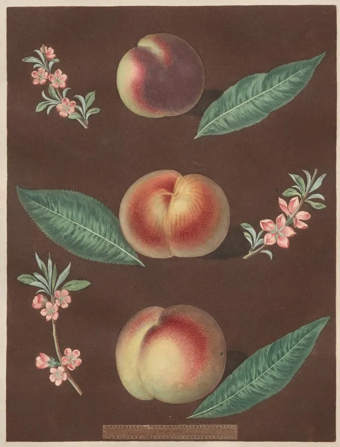 Pomona Britannica: No. 33 - Peaches, by George Brookshaw, 1805