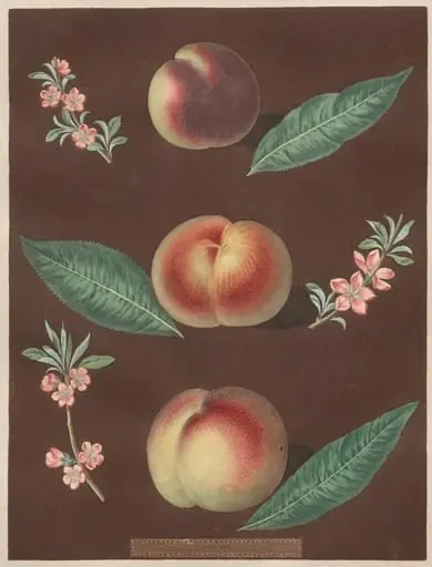 Pomona Britannica: No. 33 - Peaches