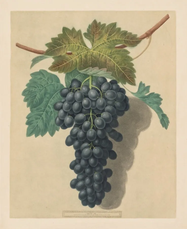 Pomona Britannica: No. 52 - Black Prince Grape, by George Brookshaw, 1809