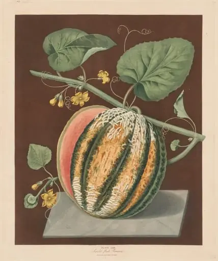 Pomona Britannica: No. 64 - Scarlet Flesh Romana Melon, by George Brookshaw