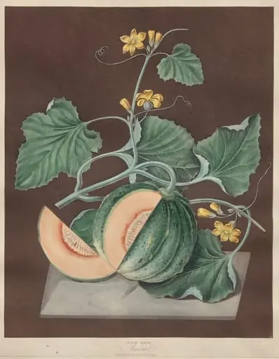 Pomona Britannica: No. 72 - Amicua (Melon), by George Brookshaw