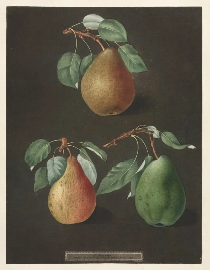 Pomona Britannica: No. 82 - Pears, by George Brookshaw, 1807