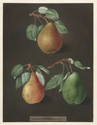 Pomona Britannica: No. 82 - Pears, by George Brookshaw