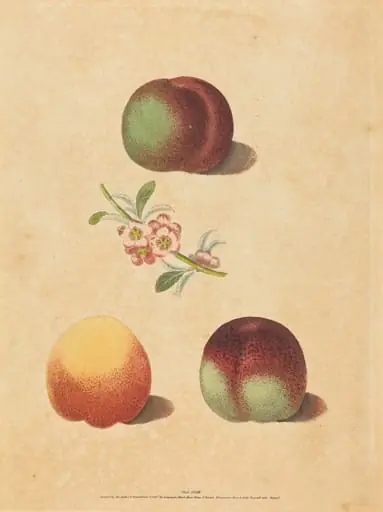 Three Peaches, by George Brookshaw