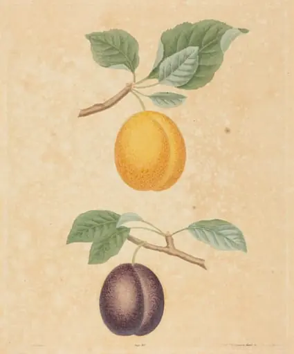 Two Plums, by George Brookshaw