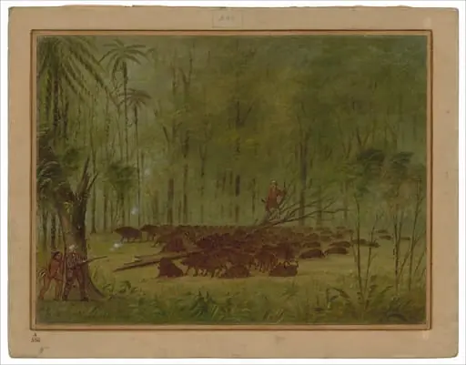 A Fight with Peccaries - Caribbe, by George Catlin