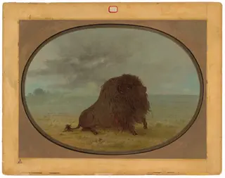 Dying Buffalo Bull