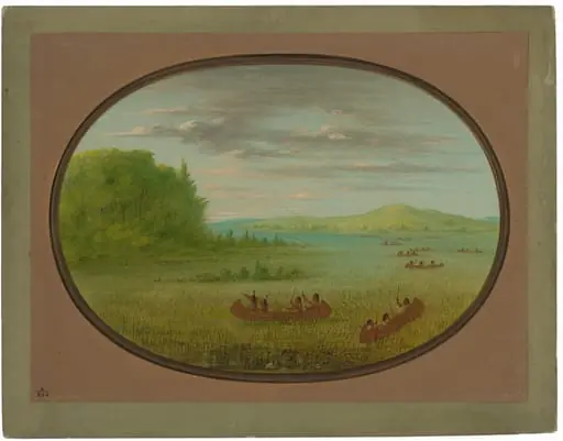 Gathering Wild Rice - Winnebago, by George Catlin