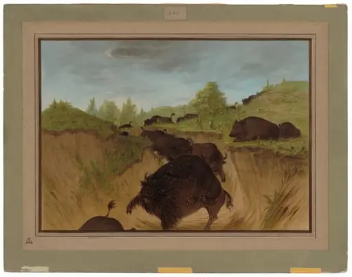 Grizzly Bears Attacking Buffalo, by George Catlin