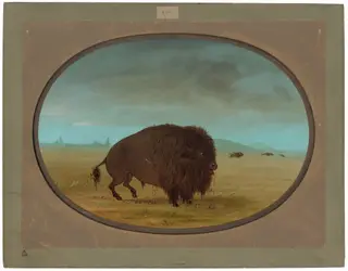 Wounded Buffalo Bull, by George Catlin