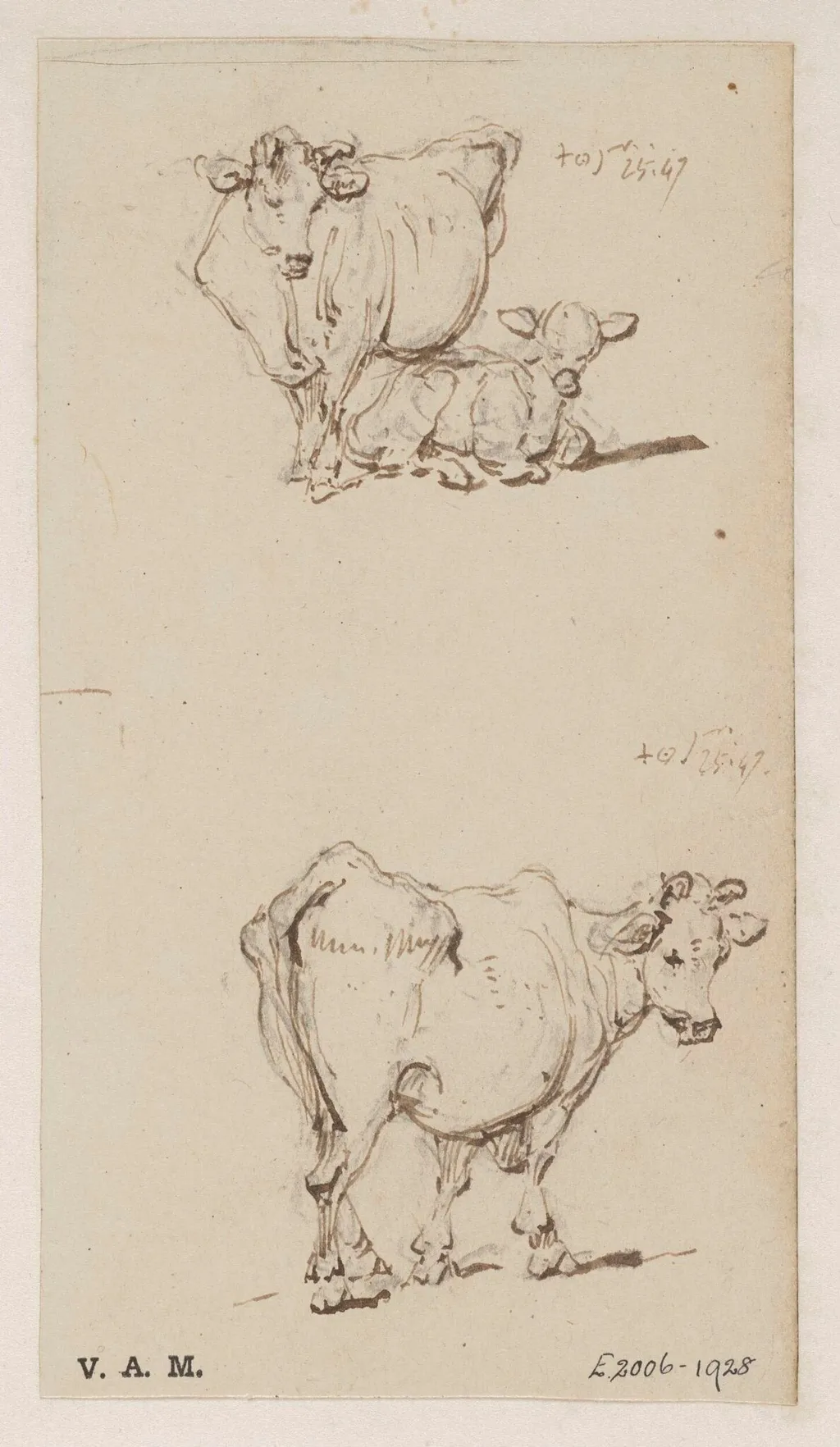 A cow, and a cow with a calf, by George Chinnery, 13