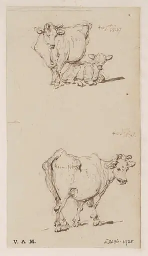 A cow, and a cow with a calf, by George Chinnery