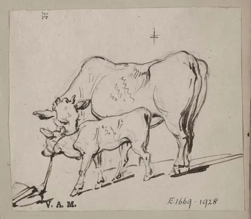 A cow and a tethered calf, by George Chinnery