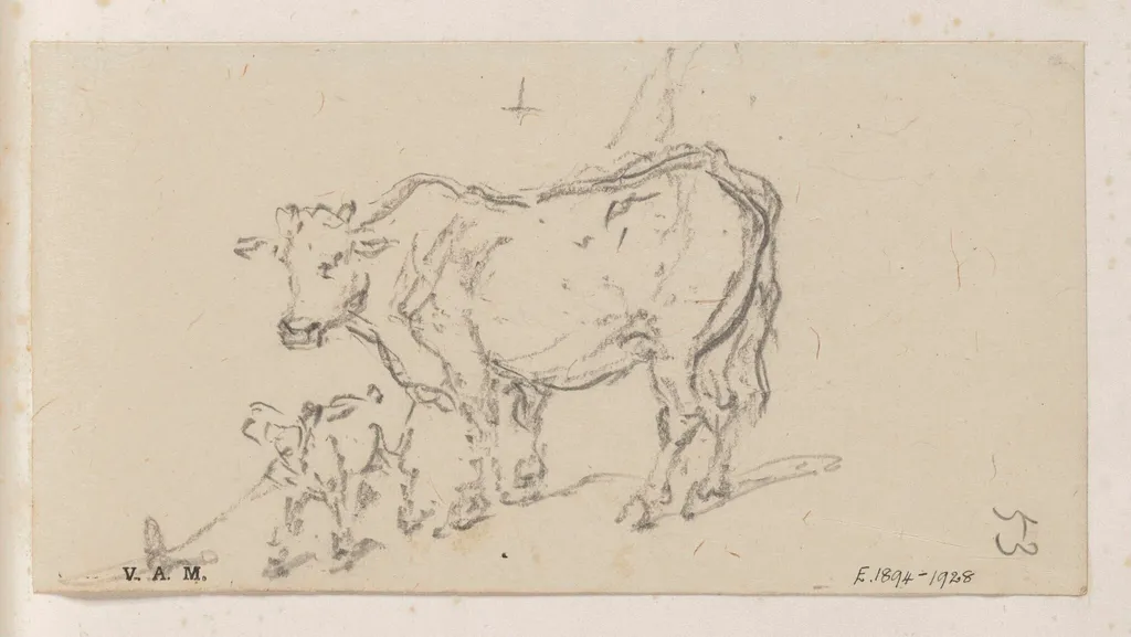 A cow and calf, by George Chinnery, 19