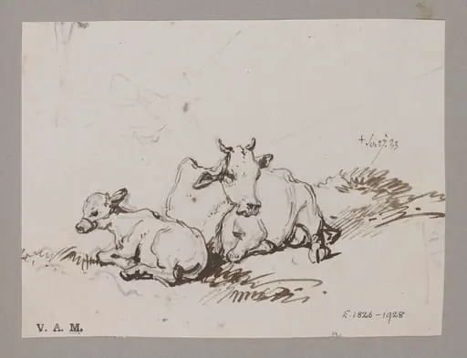 A cow and calf, by George Chinnery