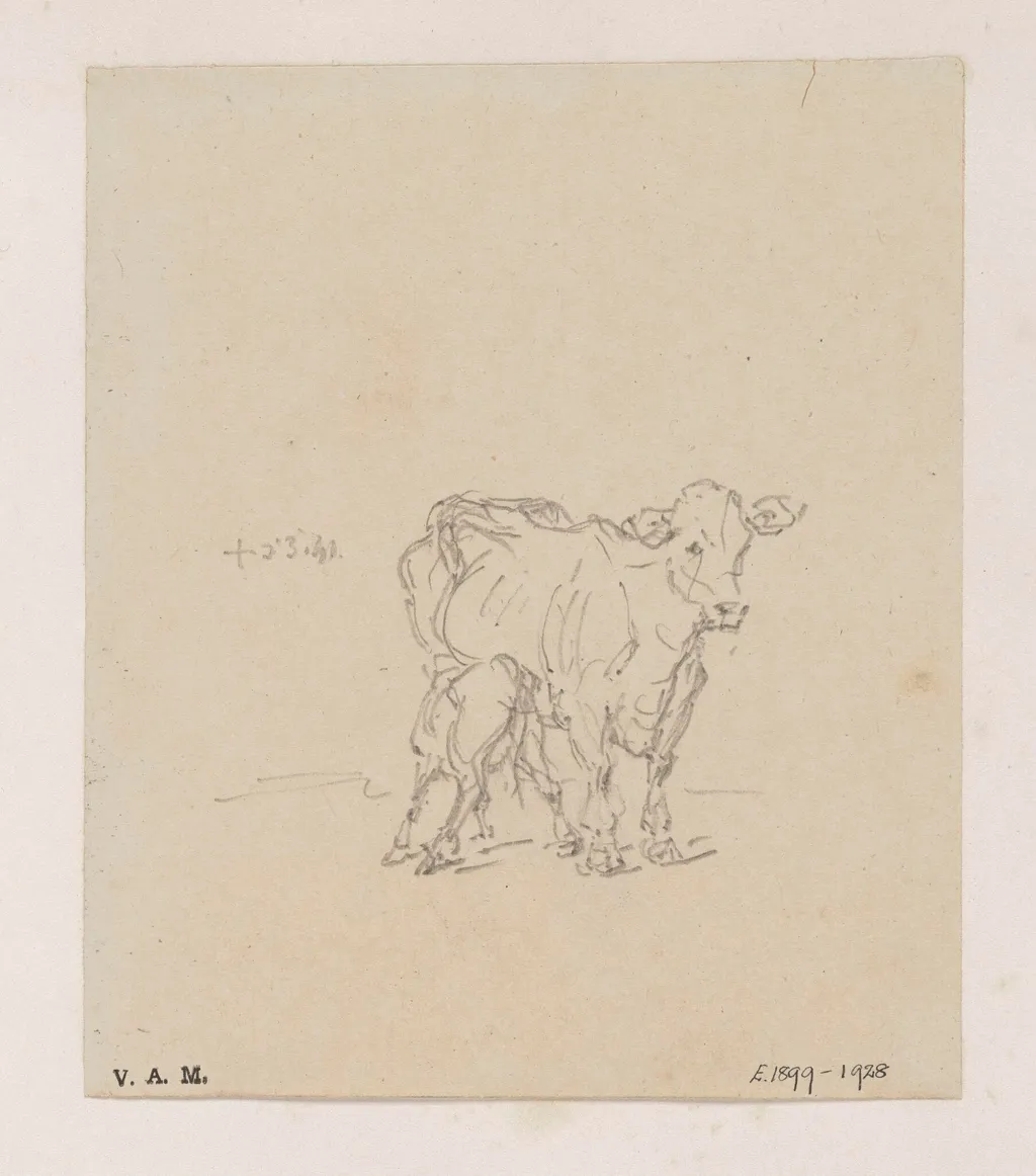 A cow and calf, by George Chinnery, 4