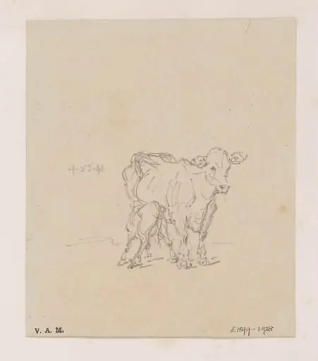 A cow and calf, by George Chinnery
