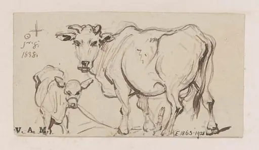 A cow and calf, by George Chinnery