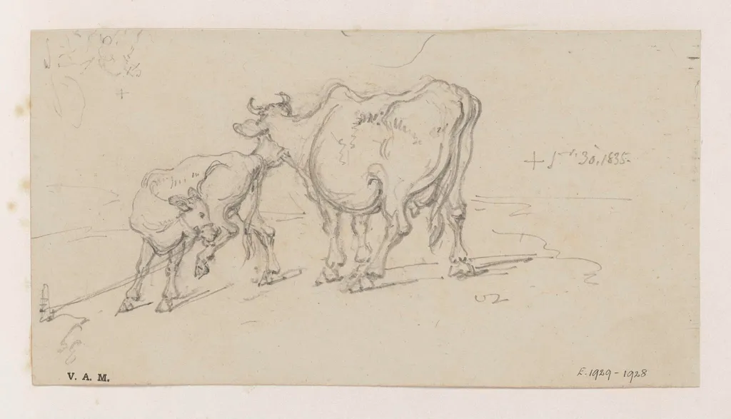 A cow and calf, by George Chinnery, 1835