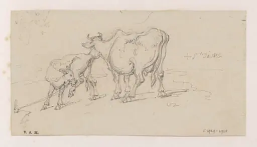 A cow and calf, by George Chinnery