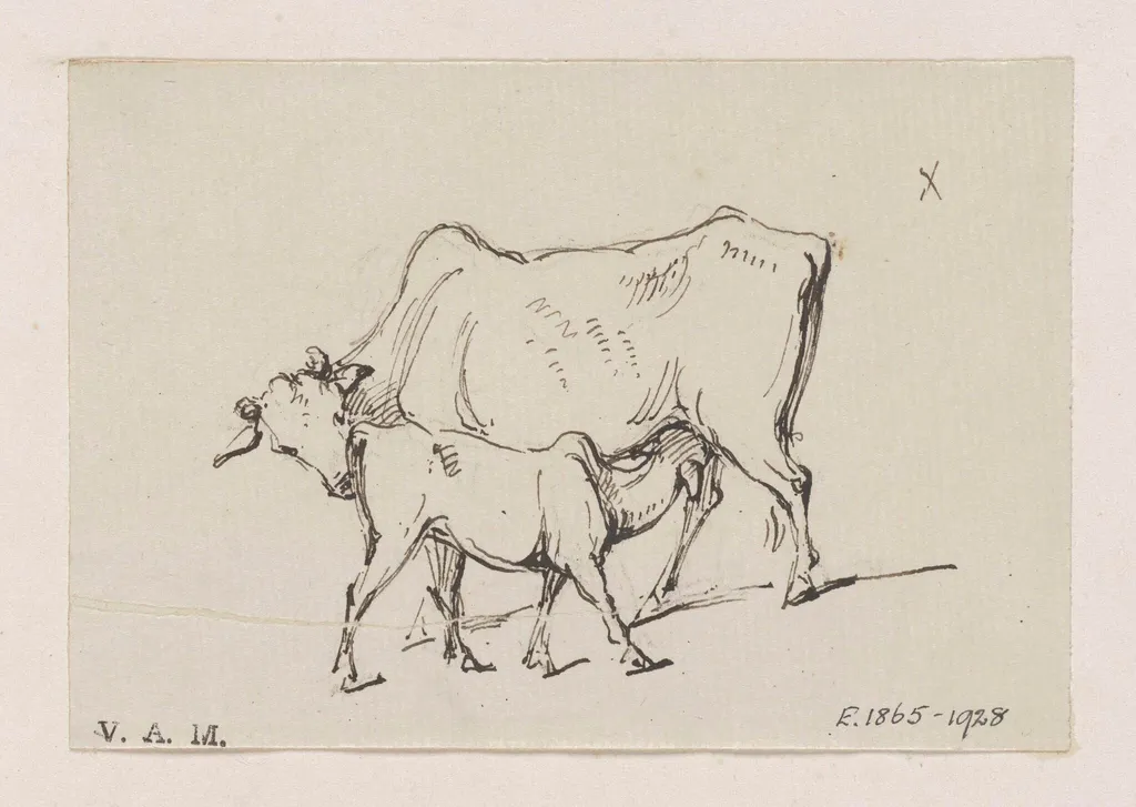 A cow and calf, by George Chinnery, 16