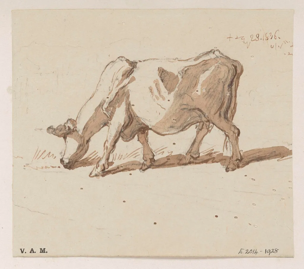 A grazing cow, by George Chinnery, 19