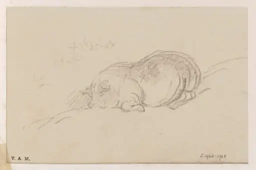 A sleeping pig, by George Chinnery