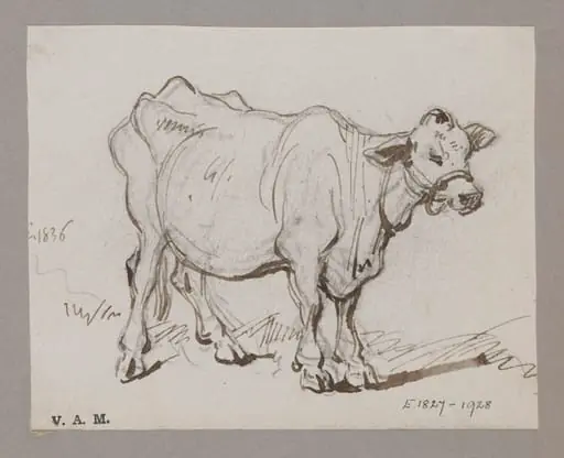 A standing cow, by George Chinnery