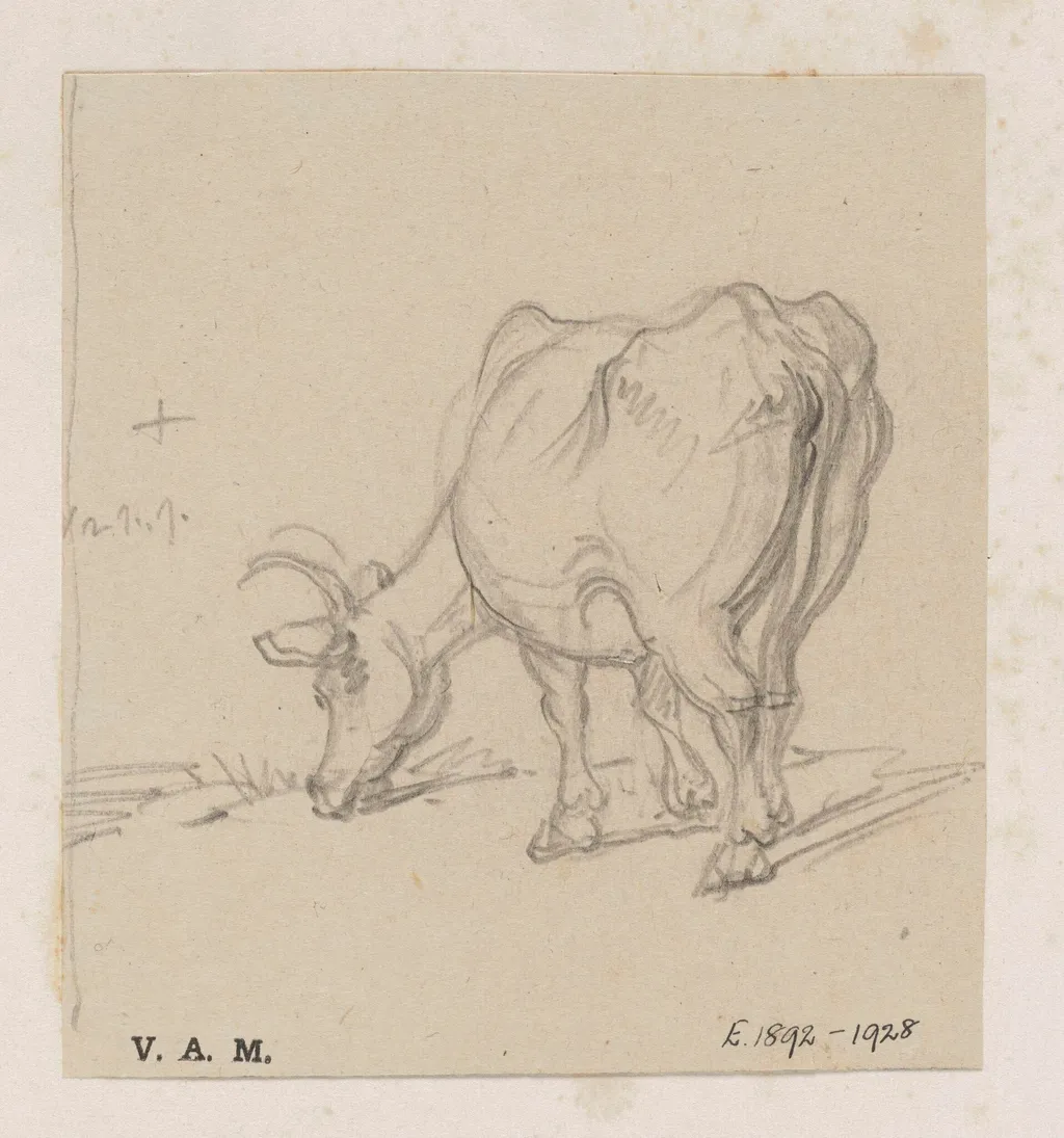 A study of a cow, by George Chinnery, 19