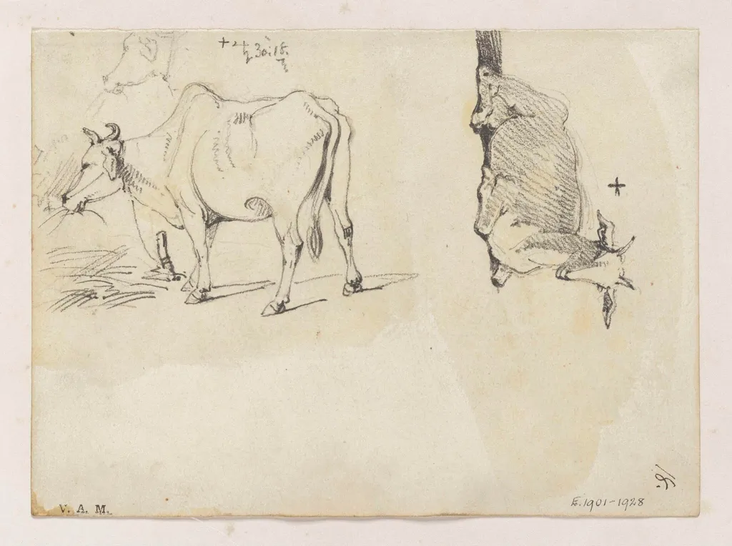 An Indian cow, and a goat, by George Chinnery, 20