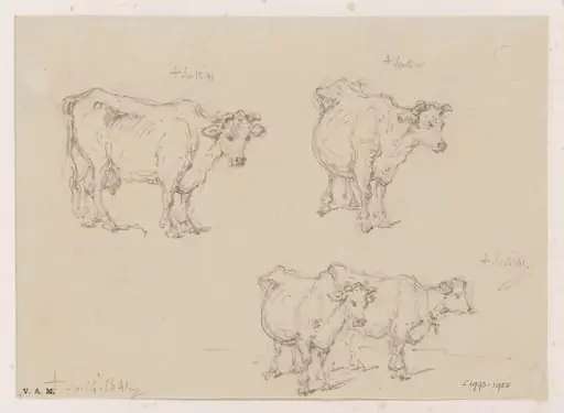 Drawings of cows, by George Chinnery