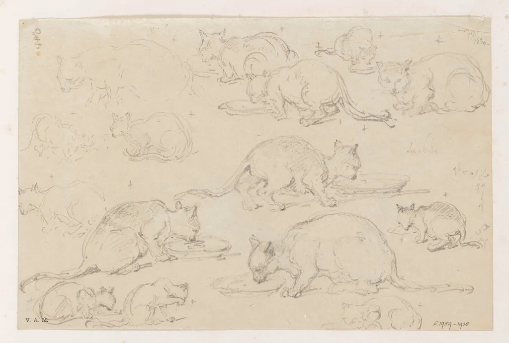 Fifteen drawings of cats, by George Chinnery, 6