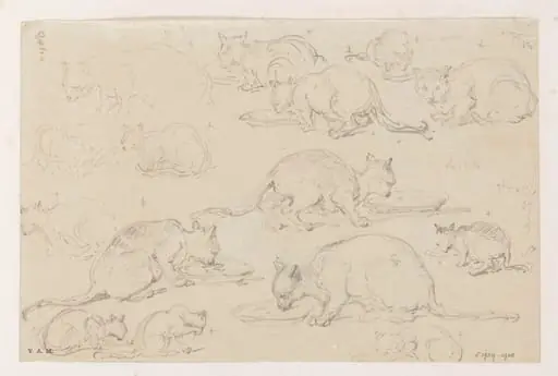 Fifteen drawings of cats, by George Chinnery