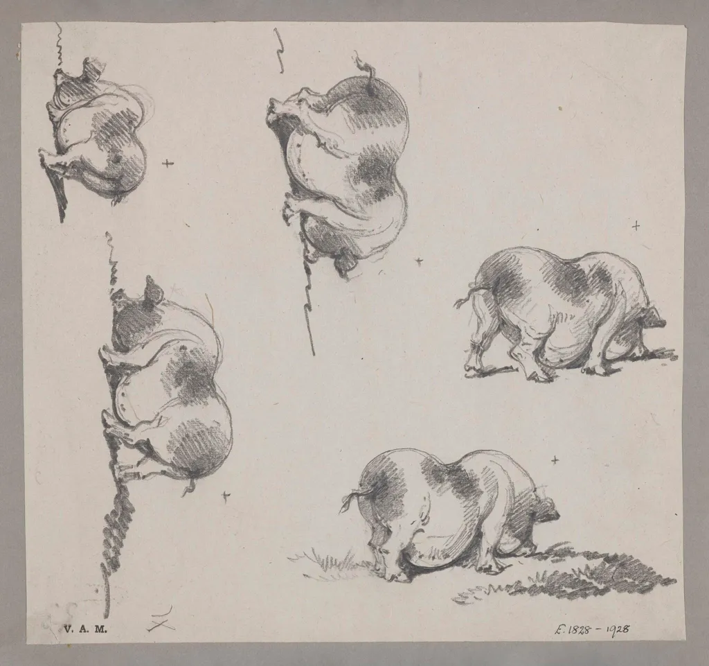 Five drawings of a pig, by George Chinnery, 19