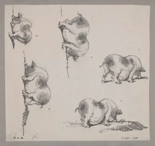 Five drawings of a pig, by George Chinnery