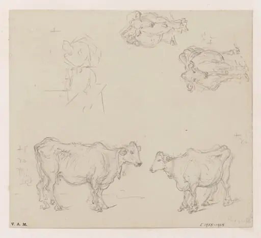 Four drawings of cows, by George Chinnery