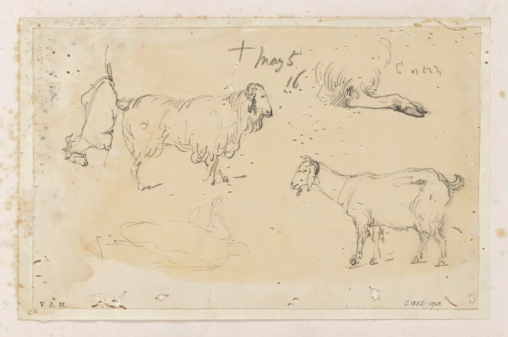 Indian livestock, by George Chinnery, 16