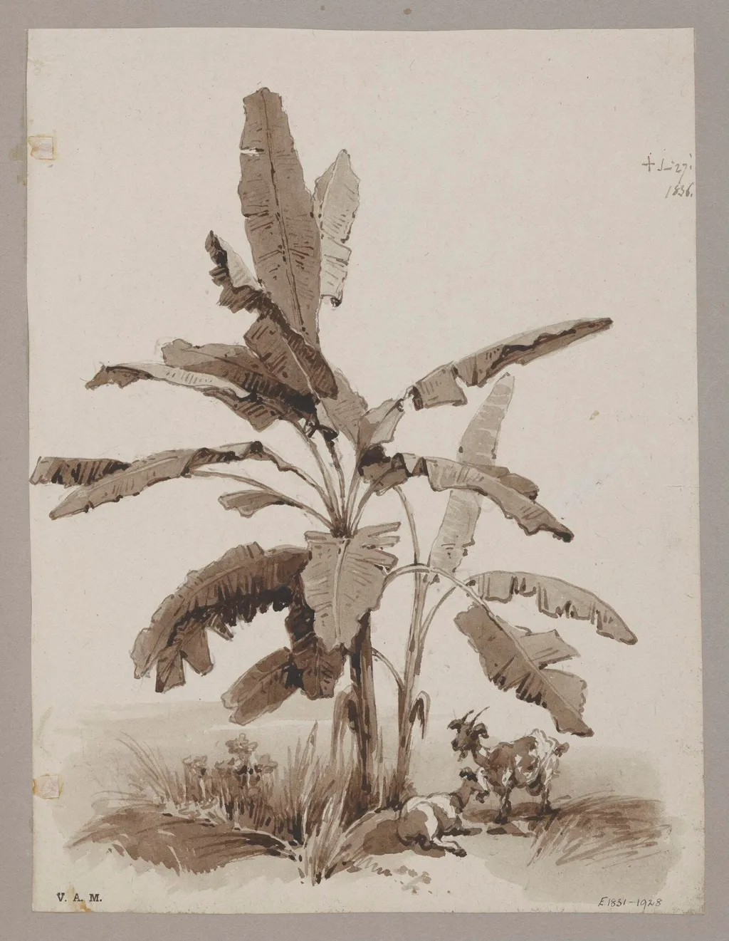 Plantain tree, by George Chinnery, 16