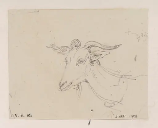 The head and neck of a goat, by George Chinnery