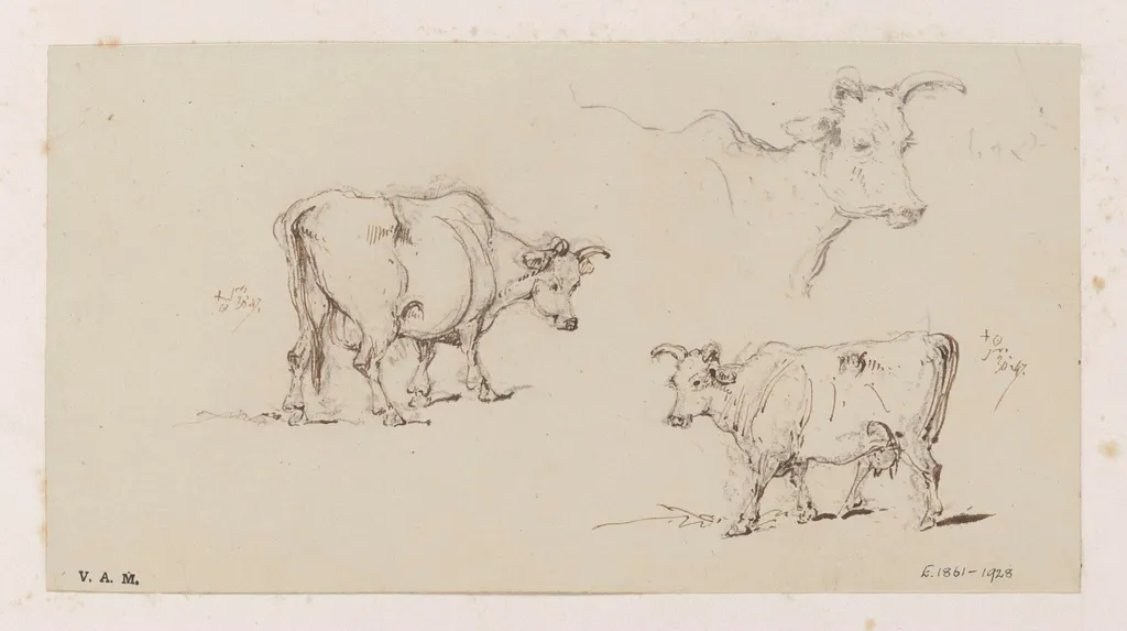 Three studies of cows, by George Chinnery, 1847