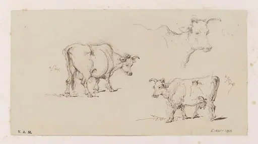 Three studies of cows, by George Chinnery