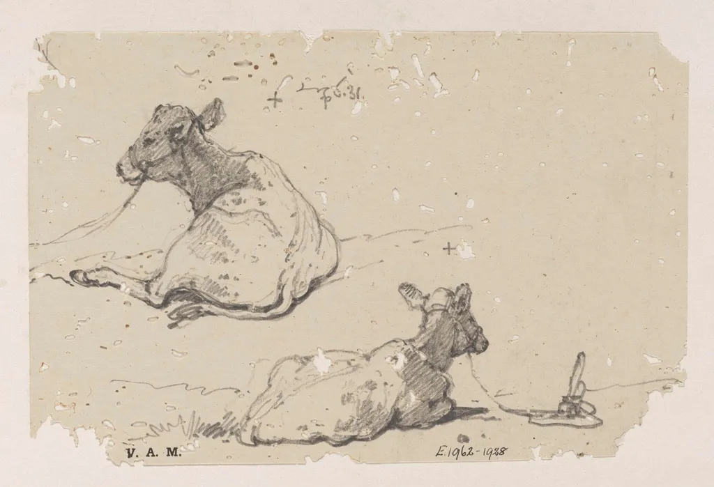 Two drawings of a tethered calf, by George Chinnery, 6