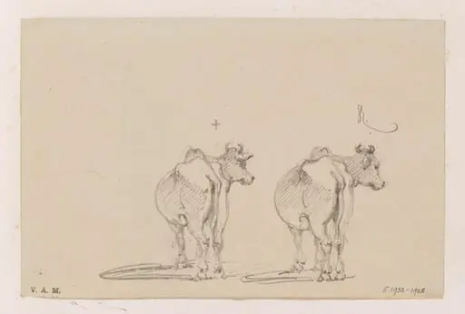 Two studies of a cow seen from behind, by George Chinnery