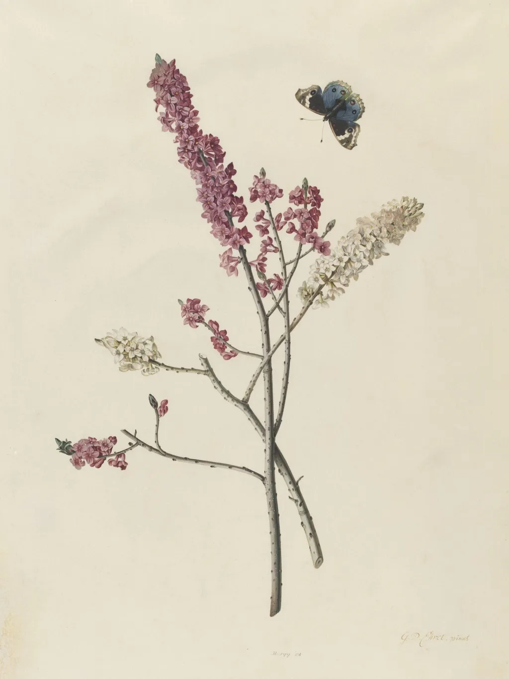 <i>Daphne mezereum</i> with butterfly, by George Dionysus Ehret, watercolor, 1750