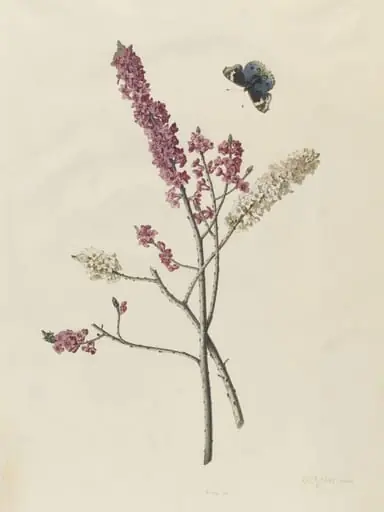 <i>Daphne mezereum</i> with butterfly, by George Dionysus Ehret