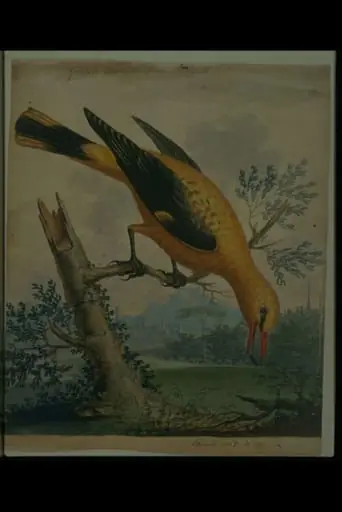 A Golden Thrush from Bengal, by George Edwards