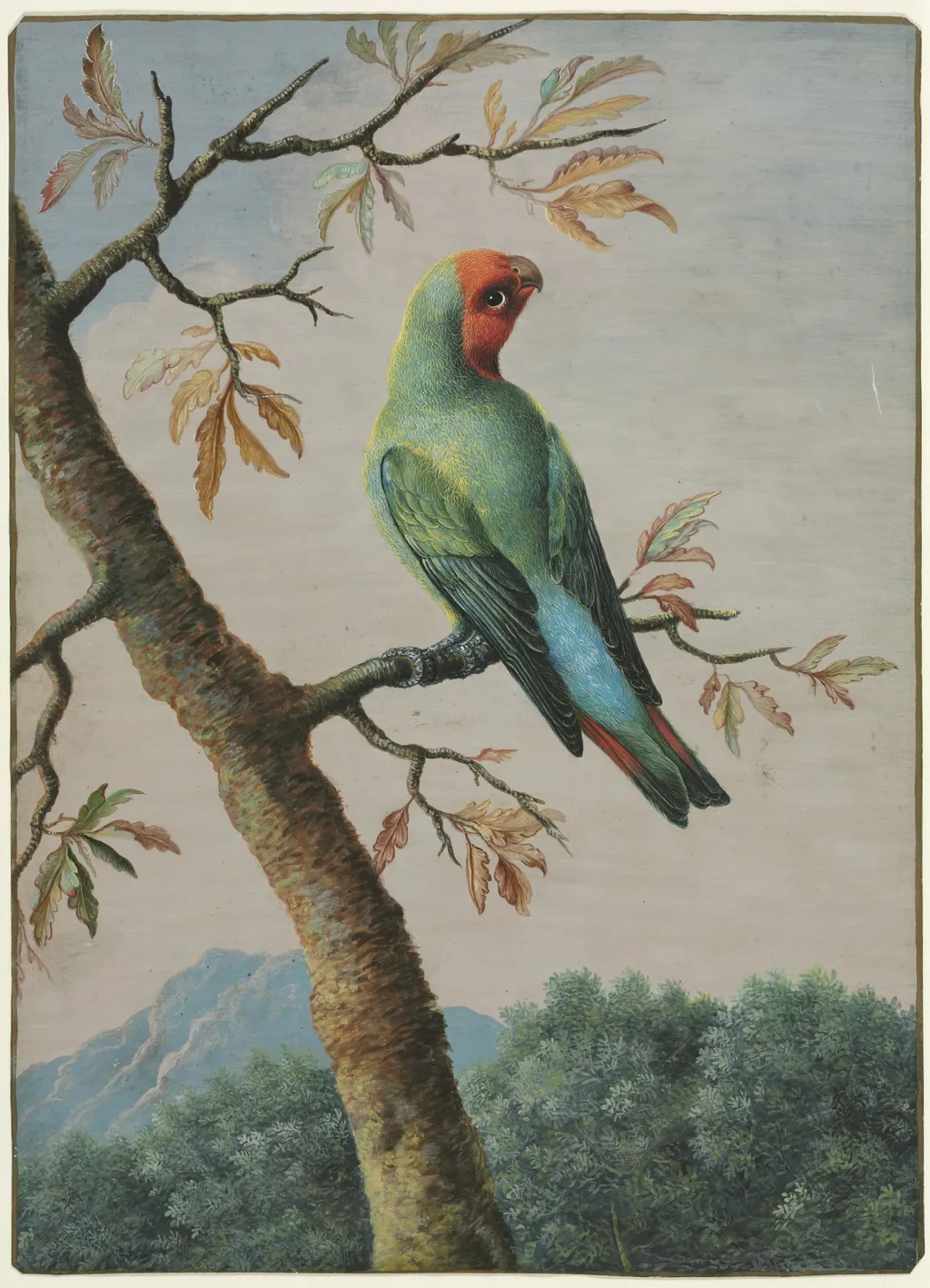 Bird Study: Rosy Faced Love Bird, by George Edwards, 1741