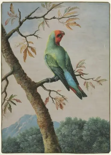 Bird Study: Rosy Faced Love Bird, by George Edwards