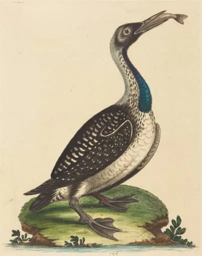 Black and White Water-Fowl with Blue Throat, by George Edwards